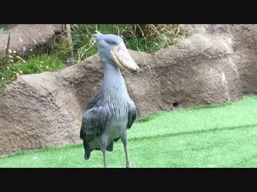 動かない鳥(=ﾟωﾟ)ﾉハシビロコウ！！飛びますよ