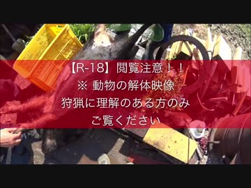 狩猟の現場から 猪の解体 1/2 閲覧注意！【R-18】