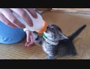幼猫ダン【１５日目】ビオフェルミン入りミルク