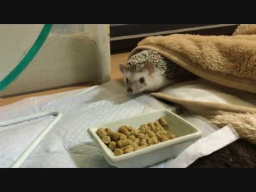 ハリ蔵くん！電気付いてるけど(=ﾟωﾟ)ﾉたべーーーーる