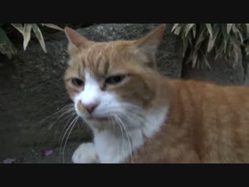 巣立った猫たちのふるさとへの誘導に挑む