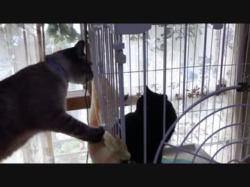 黒猫が家にやってきた！【その 45】ジャンくん女の子には優しくね