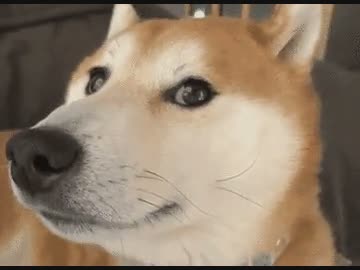 haha dog