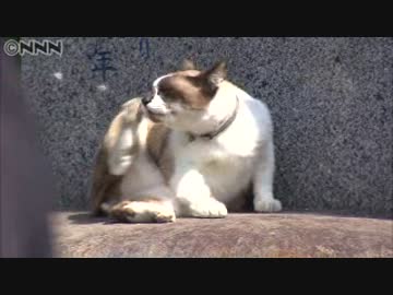 住まいは木造駅舎…観光大使にゃん太郎です