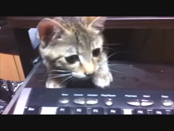 【野良にゃん】我が家に猫がやってきた.その8【作業妨害編】