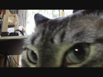 黒猫が家にやってきた！【その 47】ジャンくんのダッコプロジェクト始動