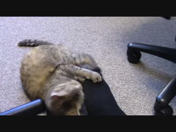 拾いねこ＠生後1406/1373日目　今日ははやめのうｐ