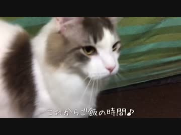 おねだり猫の至福、歓喜のご飯タイム