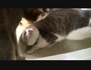 ぬこVS氷・・・冷たっ？！