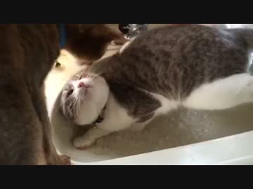 ぬこVS氷・・・冷たっ？！