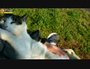 まったりいつもの猫たち