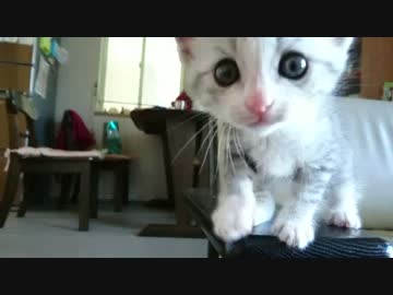 ハル君、お腹がすいたと訴える