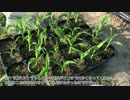 #07 家庭菜園～植付け編 其ノ三～