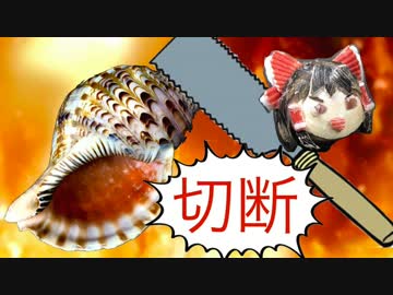 〜ホラ貝吹きへの道〜その③切断編 　