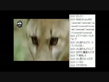 [2016.05.06]永井兄弟　動画鑑賞（ライオンvs ヌウ）