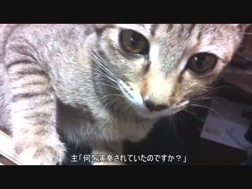 【野良にゃん】我が家に猫がやってきた.その9【ベース演奏編】