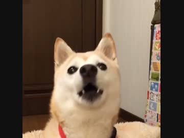 cute dog