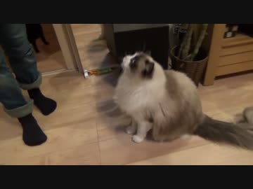 レオとしじみの新生活 Vol.24 　赤ちゃんと初対面する猫達