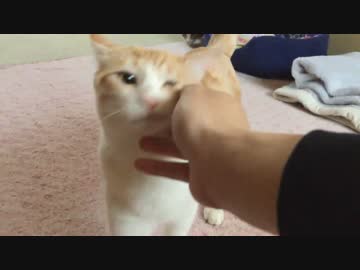 【ティガロビ生活記】再会した猫たち，距離感を感じる。