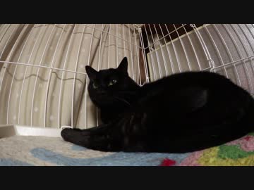 黒猫が家にやってきた！【その 51】ポンちゃんパパの歌を聴かされる