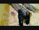 クワガタ虫相撲観察～何が彼らの闘志を掻き立てるのか～