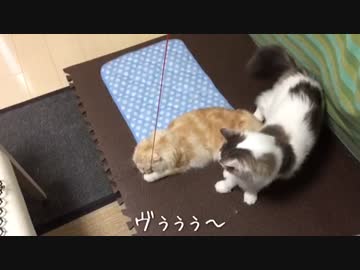 興奮した弟の威嚇に完全にビビるおねだり猫