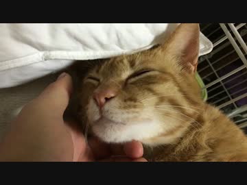 甘ったれ保護猫、少年猫のω跡地を枕にする