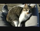 １時間ひざの上に乗ってる野良猫