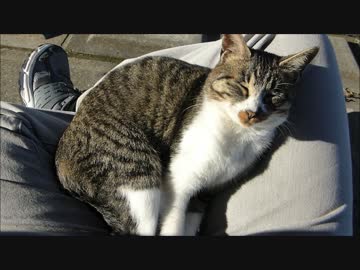 １時間ひざの上に乗ってる野良猫