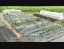 #08 家庭菜園～植付け編 其ノ四～