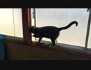 あずきの脱出計画 【猫旅】