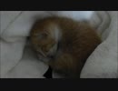 赤ちゃん猫、スヤスヤ～・・・zzz