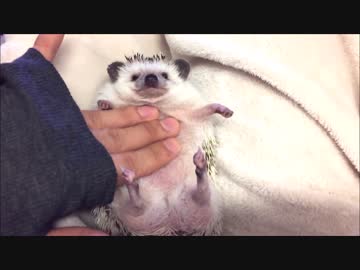 ウトウトするハリネズミが可愛すぎる！Hedgehog
