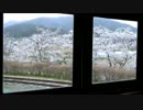親水公園の桜満開
