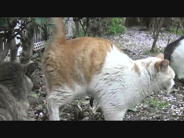 紳士猫が淑女猫の前で尿をまき散らす事案