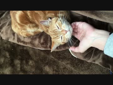 【アメショ】アゴを撫でられて(｀ω´ )