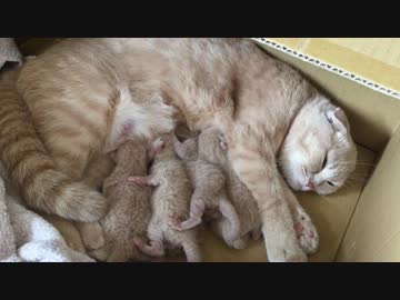 母乳を奪い合う子猫たち