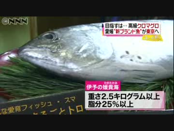 愛媛の新ブランド魚“スマ”
