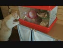 猫ねこぬこVSハムスター①