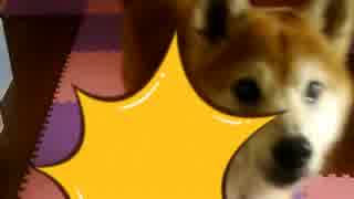 柴犬のコロさんとブルージャンのチョロキューのコラボ