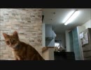 【アメショ】猫が施す心臓マッサージ
