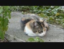 のんびり屋な野良三毛猫