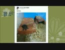 我が家に亀がやってきた【1亀】