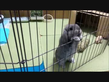 とにかく外に出たいうさぎ