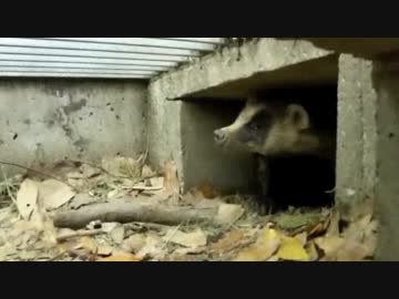 アナグマ先輩側溝に潜む