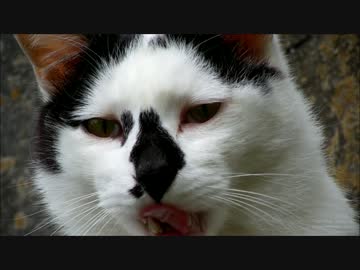10秒猫（白黒ぶち）