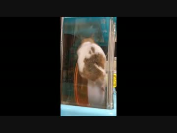 ハム　回し車の使い方