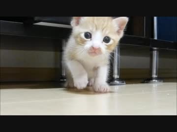 赤ちゃん猫「遊んでくれるの・・？」