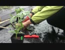 #09 家庭菜園～植付け編 其ノ五～