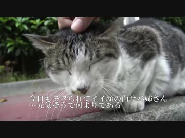 【猫】犬疑惑